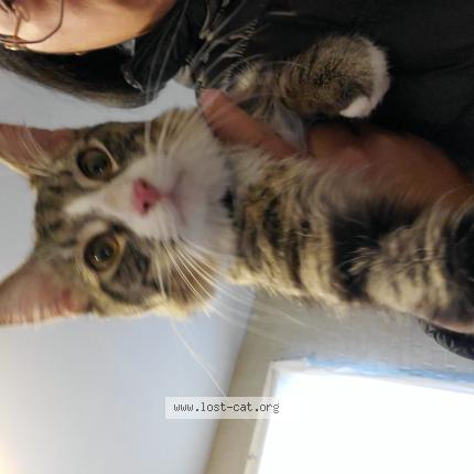 Photo 1/1 Chat trouvé Trouvé à Franklin