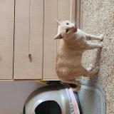 Photo de chat perdu à Fort Worth