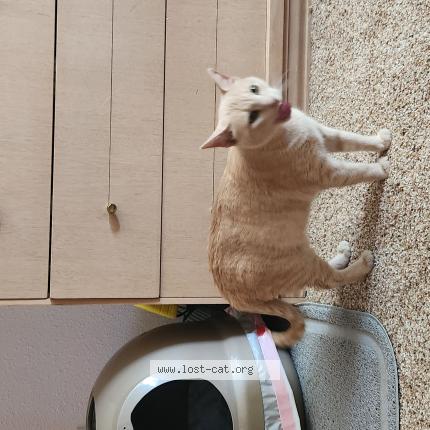 Photo 1/1 Nala Chat perdu à Fort worth