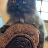 Photo de chat perdu à Islamabad