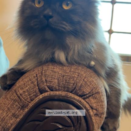 Photo 1/1 Coco Chat perdu à Islamabad