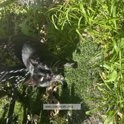 Photo 1/1 Stevie Chat perdu à Spring valley