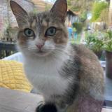 Photo de chat trouvé à Hersin Coupigny