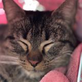 Photo de chat trouvé à Las Vegas