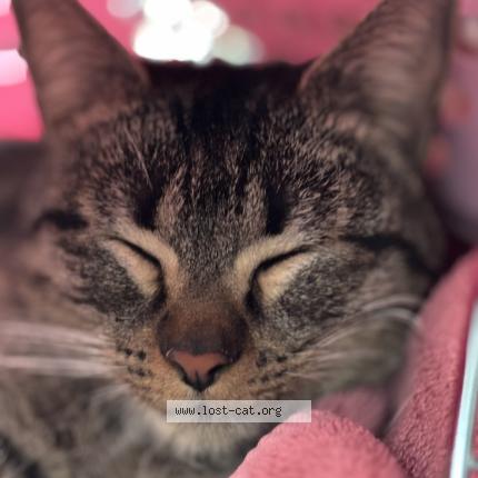 Photo 1/1 Chat trouvé Trouvé à Las vegas