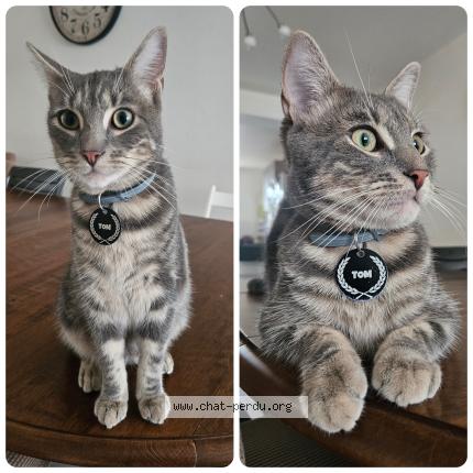 Photo 1/1 Chat retrouvé Perdu à Argenteuil