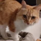 Photo de chat perdu à Nantes