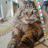 Photo de chat perdu à Saint Ybars