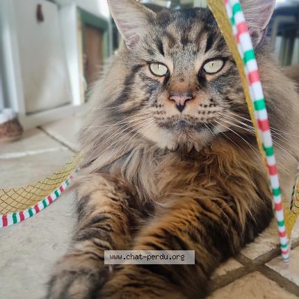 Photo 1/1 Shadow Chat perdu à Saint ybars