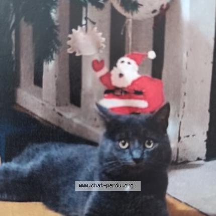 Photo 1/1 Chat retrouvé Perdu à Saint pierre du perray