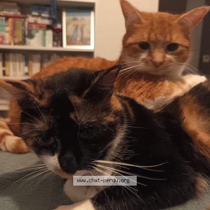 Photo 1/1 Toupou Chat perdu à Toulouse