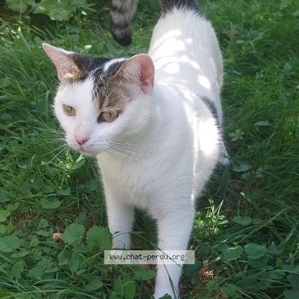 Photo 1/1 Chat retrouvé Perdu à Antony