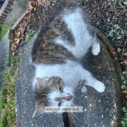 Photo 1/1 Chat trouvé Trouvé à Herve