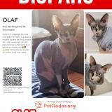 Photo de chat perdu à Ayeneux Soumagne