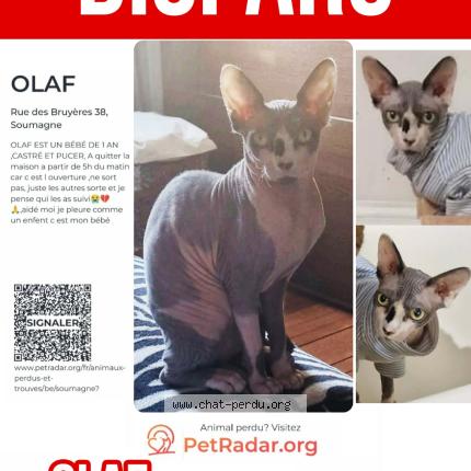 Photo 1/1 OLAF Chat perdu à Ayeneux soumagne