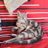 Photo de chat perdu à Saint Etienne Lardeyrol