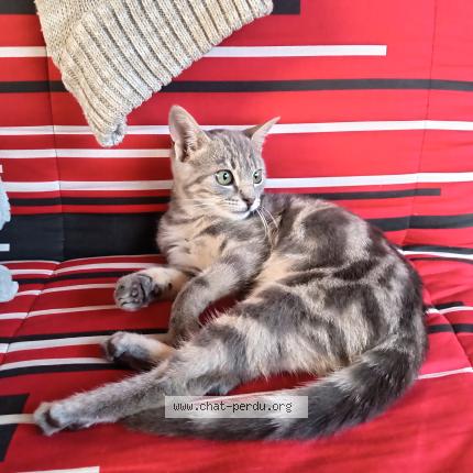 Photo 1/1 Fantine Chat perdu à Saint etienne lardeyrol