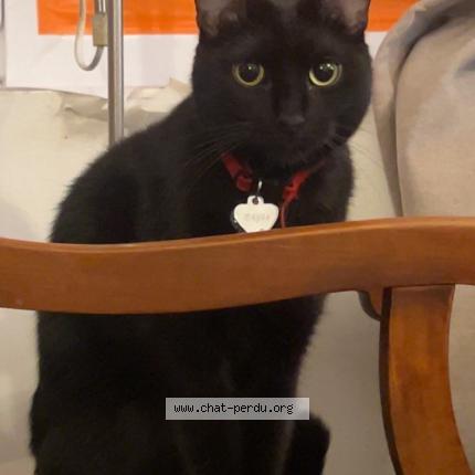 Photo 1/1 Chat retrouvé Perdu à Paris