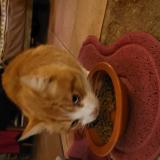 Photo de chat trouvé à Saint Augustin