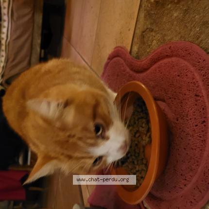 Photo 1/1 Chat trouvé Trouvé à Saint augustin