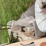 Photo de chat trouvé à Bordes