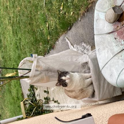 Photo 1/1 Chat trouvé Trouvé à Bordes