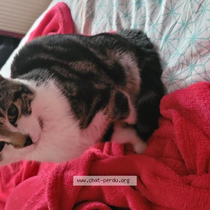 Photo 1/1 Nana - gabrielle Chat perdu à Roubaix