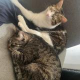 Photo de chat perdu à Saint Girons