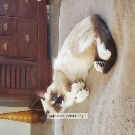 Photo 1/1 Chat retrouvé Perdu à Bourg les valence