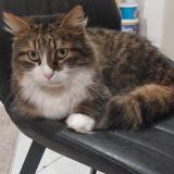 Photo de chat perdu à Mulhouse