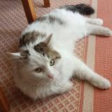 Photo de chat trouvé à Sorgues