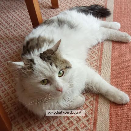 Photo 1/1 Chat trouvé Trouvé à Sorgues