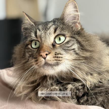 Photo 1/1 Tacos Chat perdu à Souille