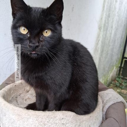Photo 1/1 Fidji Chat perdu à Aunay Sous Bois