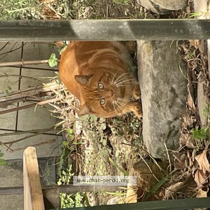 Photo 1/1 Chat trouvé Trouvé à L ile saint denis