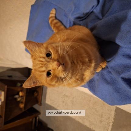 Photo 1/1 Chat retrouvé Perdu à Bretigny sur orge