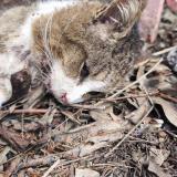 Photo de chat trouvé à La Trinite