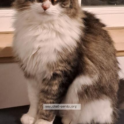 Photo 1/1 Chat retrouvé Perdu à Bergerac