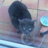 Photo de chat trouvé à Sartrouville