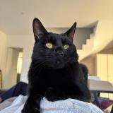 Photo de chat perdu à Nimes