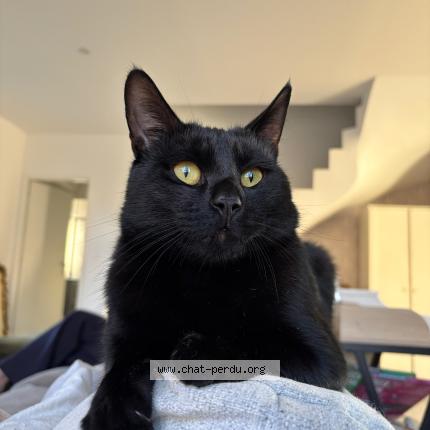 Photo 1/1 Nox Chat perdu à Nimes