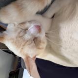 Photo de chat perdu à West Palm Beach