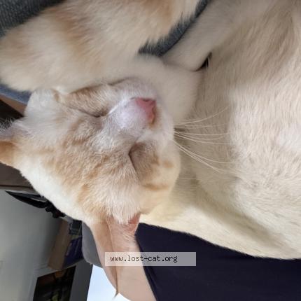 Photo 1/1 Loki Chat perdu à West palm beach