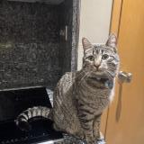 Photo de chat trouvé à Grenoble