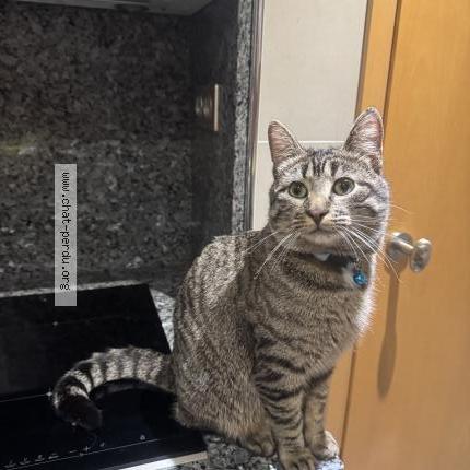 Photo 1/1 Chat trouvé Trouvé à Grenoble