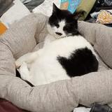 Photo de chat perdu à Sainte Lucie Sur Loire