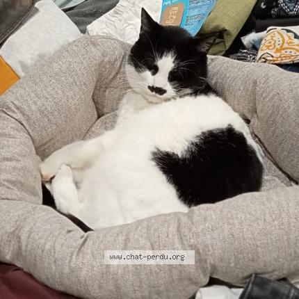 Photo 1/1 Prezi Chat perdu à Sainte lucie sur loire