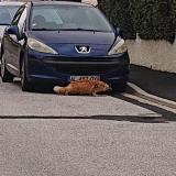 Photo de chat trouvé à Le Soler