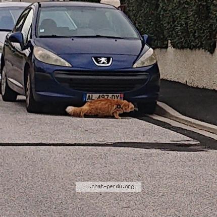 Photo 1/1 Chat trouvé Trouvé à Le soler