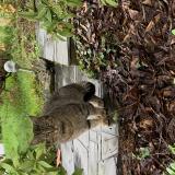 Photo de chat trouvé à Pace